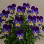 fiolki doniczkowe